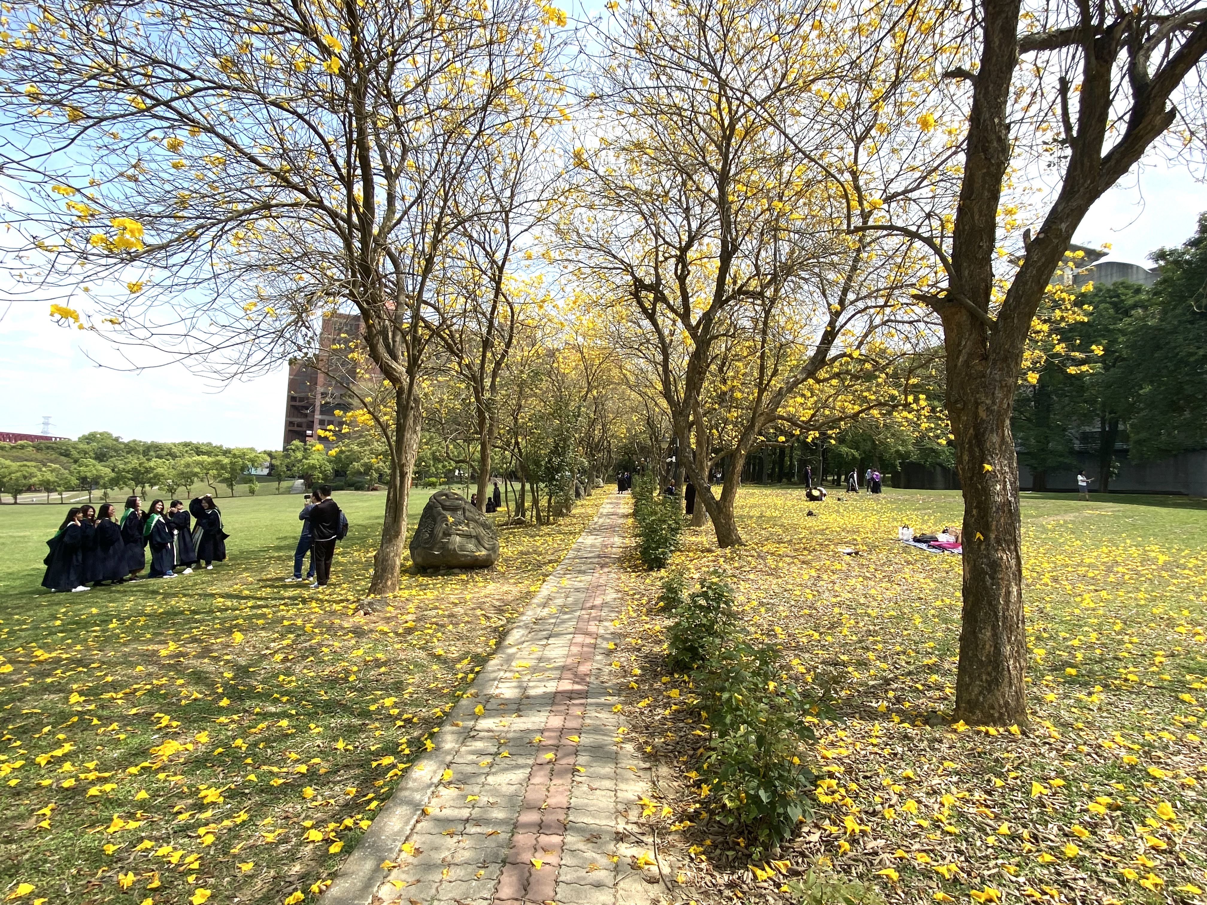 圖文小徑-黃花風鈴木花季